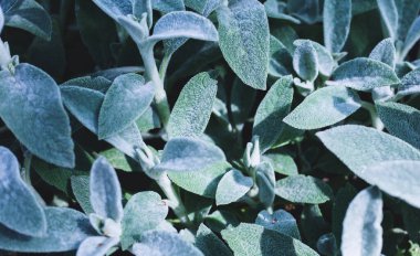 Bahçedeki yeşil bitkiler