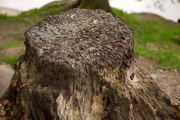 Arbre Vénéré Avec Des Pièces Rouillées Ruisseau Delà — Photo