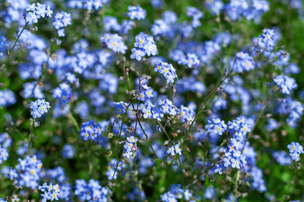 Förgätmigej Blommor Trädgården — Stockfoto