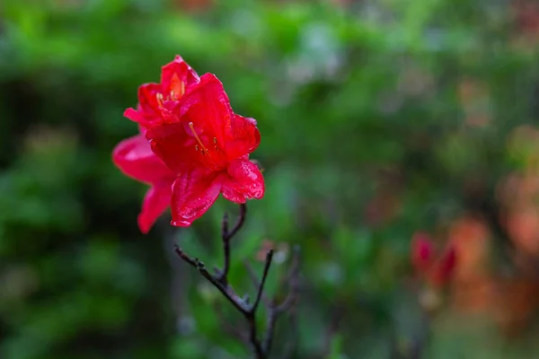 Κόκκινο Λουλούδι Στον Κήπο — Φωτογραφία Αρχείου