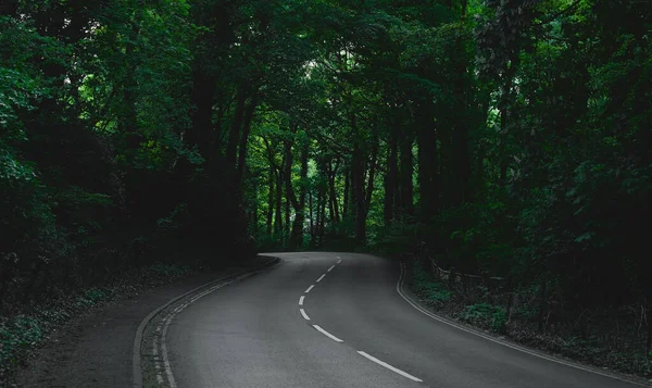 Estrada Asfalto Entre Árvores Altas Floresta — Fotografia de Stock