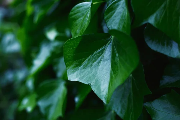 Folhas Verdes Fundo Padrão Fundo Natural Papel Parede — Fotografia de Stock