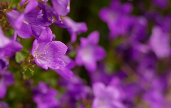 Floral Suave Fundo Delicado Milho Fresco Azul — Fotografia de Stock