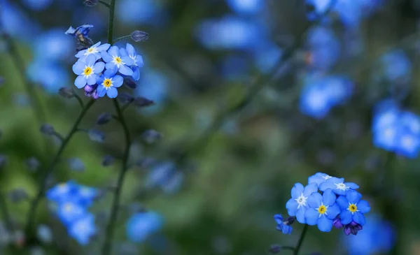 Прекрасні Блакитні Фіолетові Плями Саду — стокове фото
