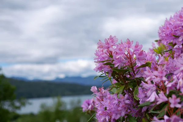 Vacker Rosa Buske Bakgrunden Naturen — Stockfoto