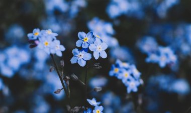 Güzel mavi unutkanlıklarla dolu tarla