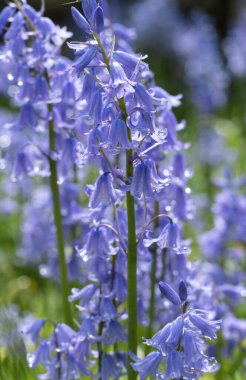 Bahçede ıslak çan çiçekleri