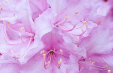 Pembe çiçeklerin arka planı