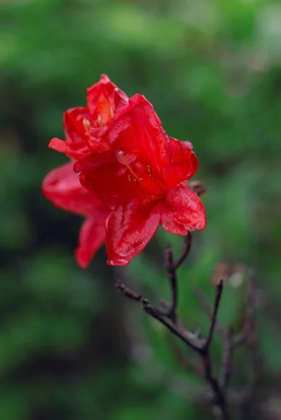 Flor Roja Sobre Fondo Verde —  Fotos de Stock