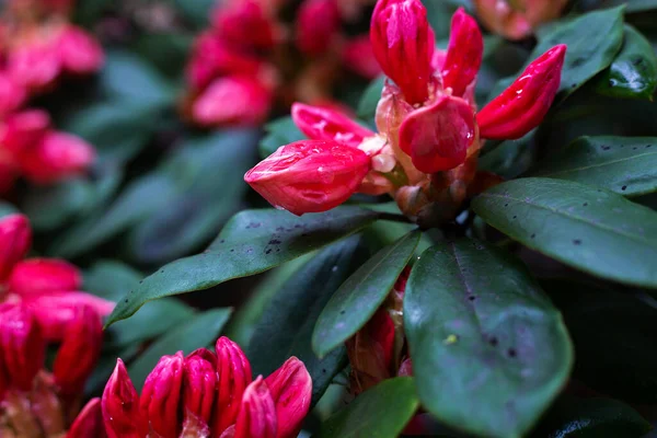 Fleur Rouge Humide Dans Jardin — Photo