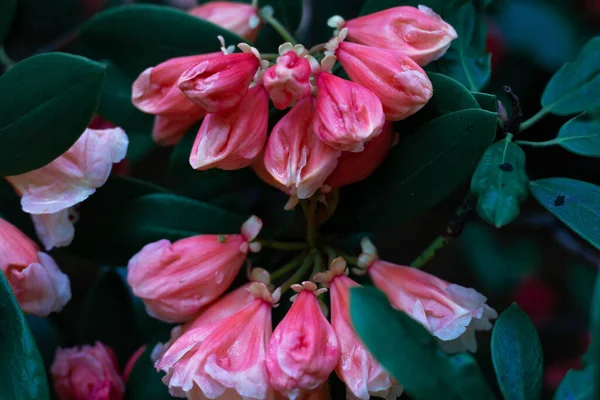 Fleur Rose Sur Fond Vert — Photo