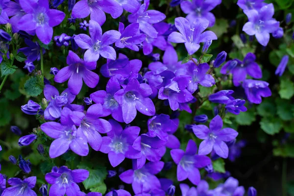 Background Purple Flowers Nature Background — Stock Photo, Image