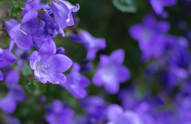 Arka plan güzel mor çiçek