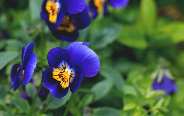 Penstiga Blommor Trädgården — Stockfoto