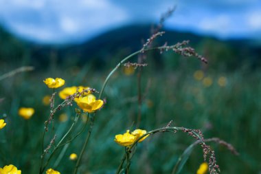 Dağların arka planında vahşi çiçekler
