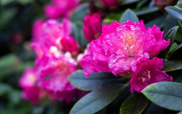 Różowy Mokry Kwiat Ogrodzie — Zdjęcie stockowe