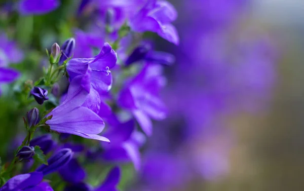 Floral Lembut Halus Latar Belakang Biru Cornflower Segar — Stok Foto