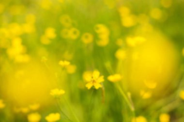 Sarı çiçekli bir tarlanın bulanık fotoğrafı