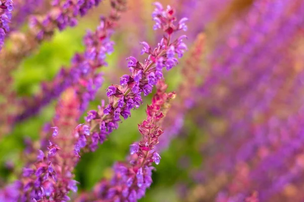 Lila Lavendel Trädgården — Stockfoto