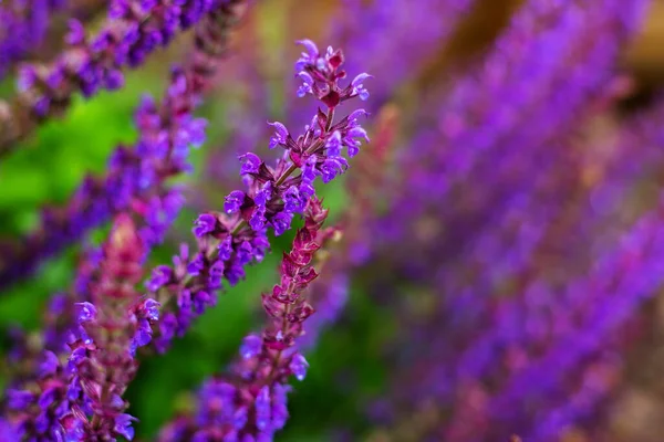 Lila Lavendel Trädgården — Stockfoto