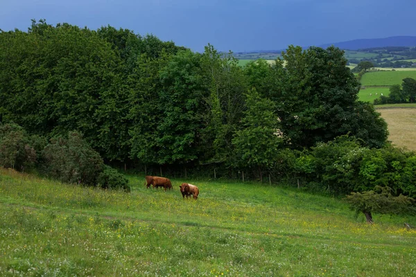 Cows Graze Open Hills England — Stockfoto