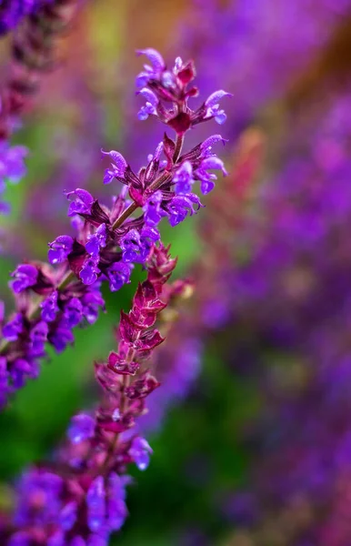 Lila Lavendel Trädgården — Stockfoto