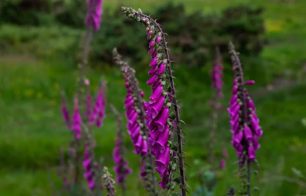 Foxglove Flower Blurred Green Meadow Background — Stockfoto