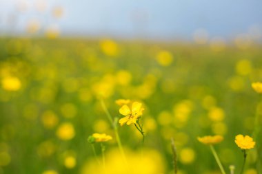Güzel sarı çiçekleri olan bahar arkaplanı