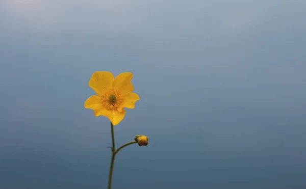 Yellow Flower Cloudy Sky —  Fotos de Stock
