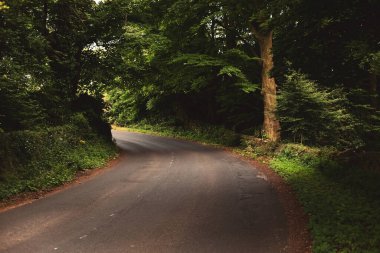 Yazın yeşil ağaçların arasında yol