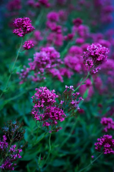 Beautiful Bush Bright Pink Valerian — Stockfoto