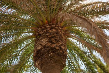 Gökyüzüne yakın bir palmiye ağacı