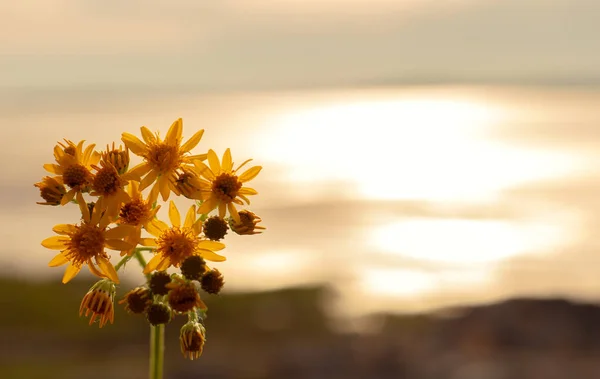 Yellow flower on sunset background