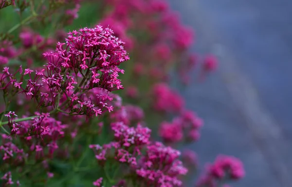 Beautiful Pink Valerian Garden — Stockfoto