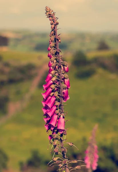 Красивый Цветок Поле — стоковое фото