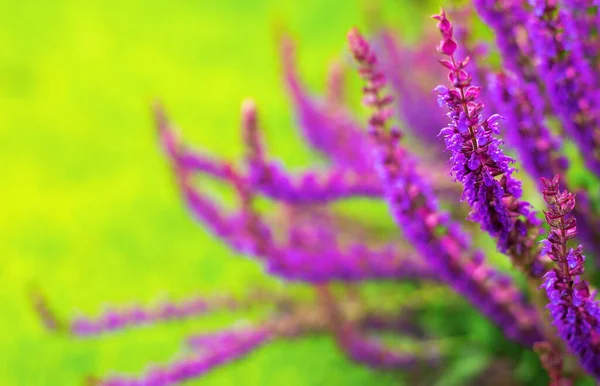 Beautiful Lavender Green Background — Stockfoto