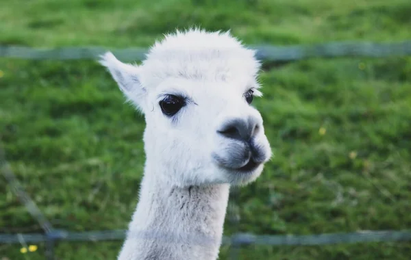 White Alpaca Grazes Lawn — Photo