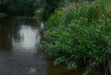 Big bush near the river