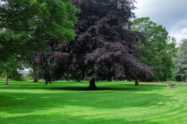 Beautiful green park for relaxation
