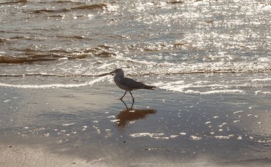 Sahilde yürüyen martı.