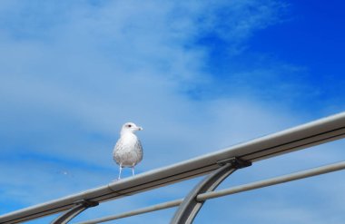 seagull sits on a fence against a blue sky