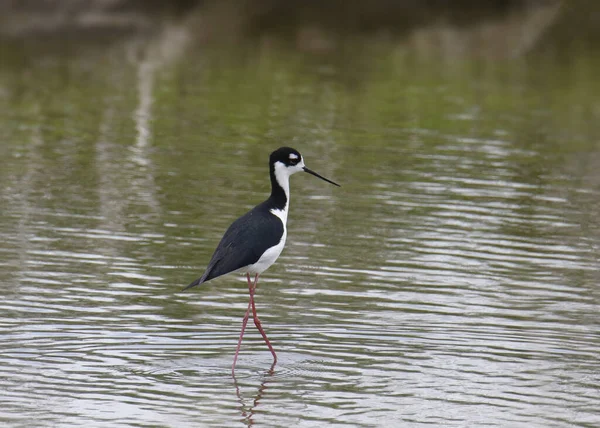 Épaulard Cou Noir Himantopus Mexicanus Debout Eau Peu Profonde — Photo