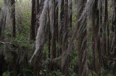 Okefenokee Ulusal Vahşi Yaşam Sığınağı, Georgia 'daki Chesser Adası Boardwalk boyunca ağaçlarda asılı duran yosunlar.
