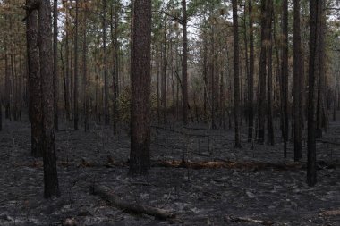 Carolina Sandhill 'deki kontrollü yakma alanı Ulusal Vahşi Yaşam Sığınağı, Güney Carolina