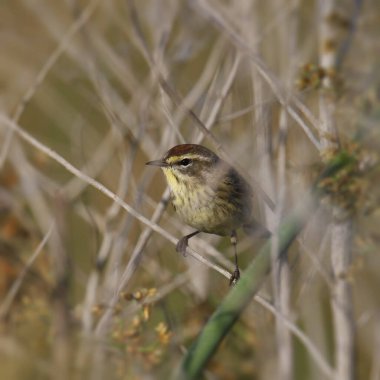 Palmiye Bülbülü (setophaga palmarum) bir dallar karmaşasına tünemiştir