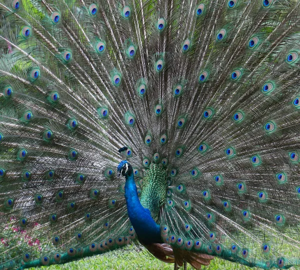 Indian Peafowl Pávi Pavo Cristatus Zobrazující Jeho Vlak — Stock fotografie