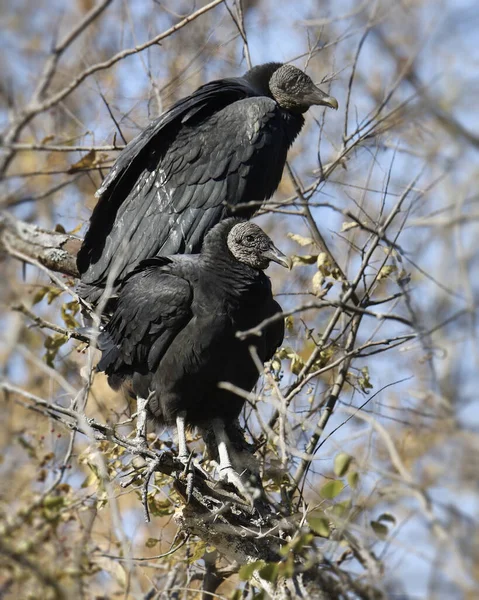 Dois Abutres Negros Coragyps Atratus Empoleirados Alto Uma Árvore — Fotografia de Stock