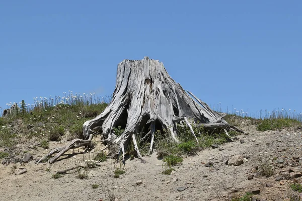 Dead Tree Stump Mount Saint Helens National Monument Washington — Stock Photo, Image