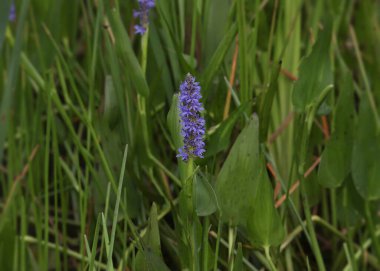 Tek bir mor çiçekli Pickerel otu.
