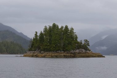 Vancouver Adası, Britanya Kolumbiyası 'ndaki Tofino Koyu' nda küçük yuvarlak ada ağaçla doludur.
